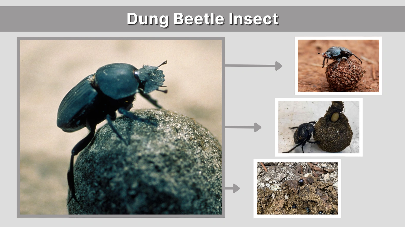 Dung Beetle Insect