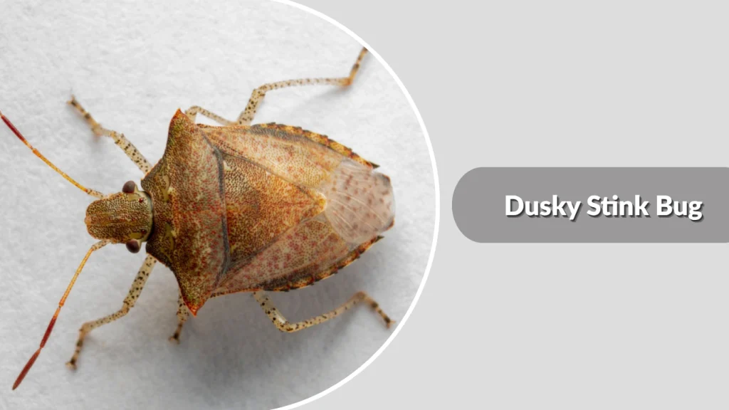 Dusky Stink Bug