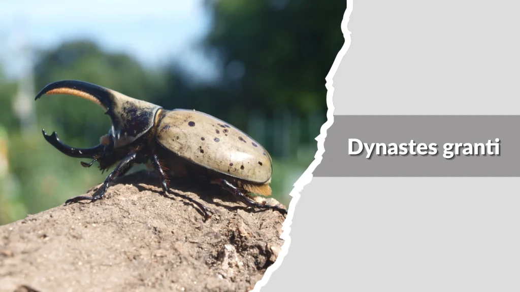 Dynastes granti