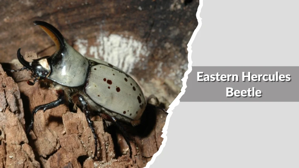 Eastern Hercules Beetle