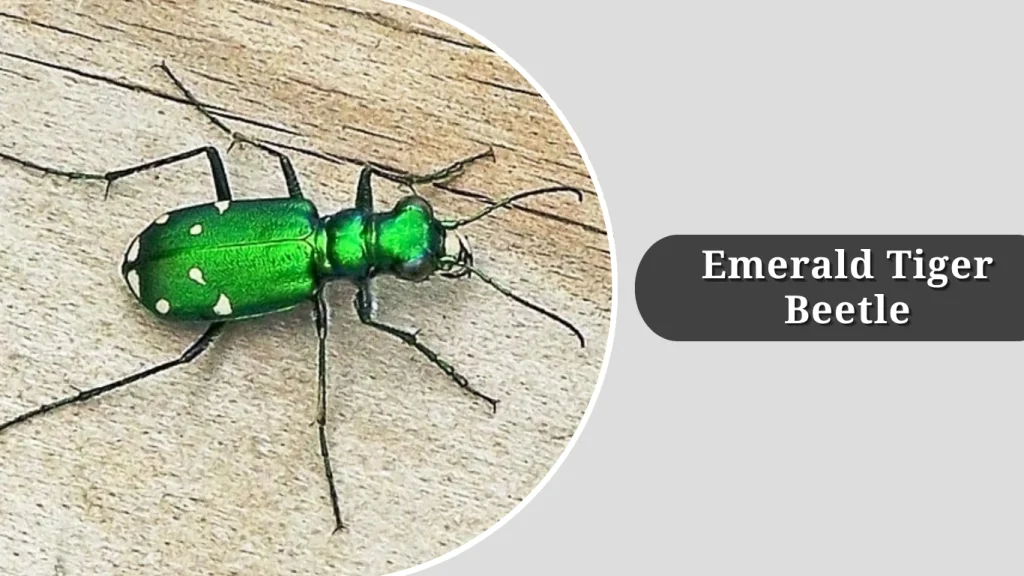 Emerald Tiger Beetle