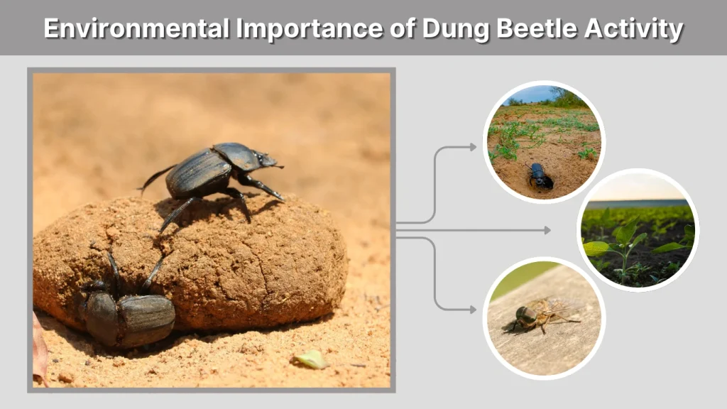 Environmental Importance of Dung Beetle Activity