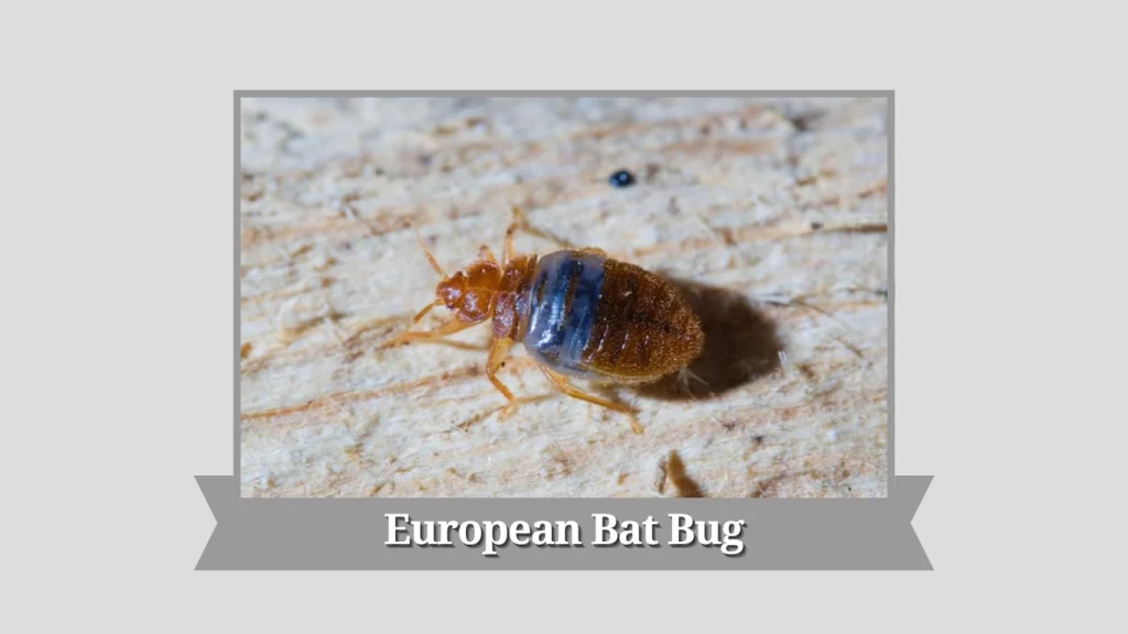 European Bat Bug