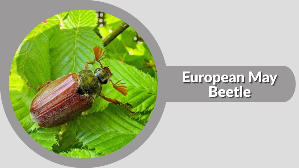 European May Beetle