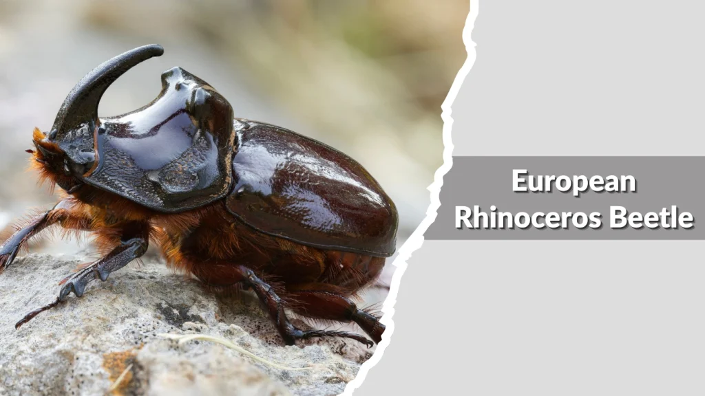European Rhinoceros Beetle