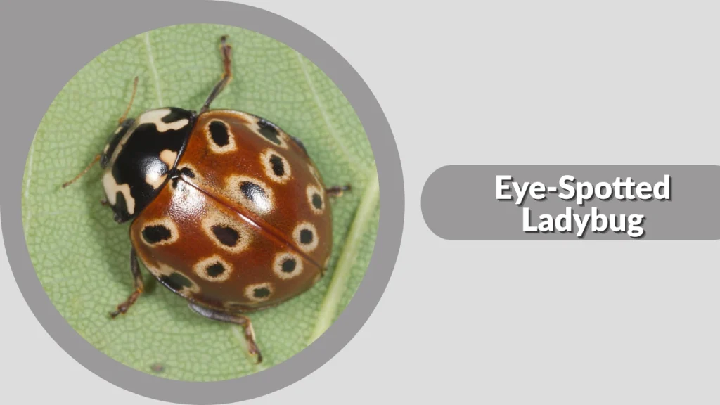 Eye-Spotted Ladybug