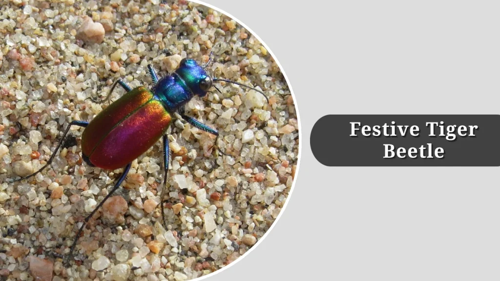 Festive Tiger Beetle
