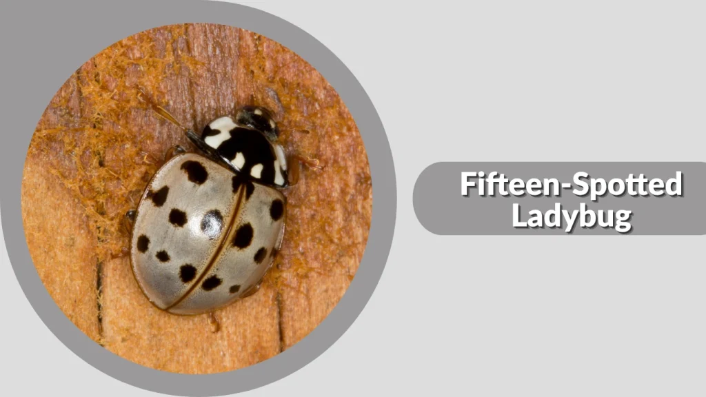 Fifteen-Spotted Ladybug