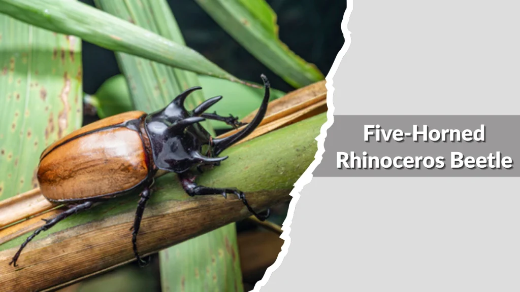 Five-Horned Rhinoceros Beetle