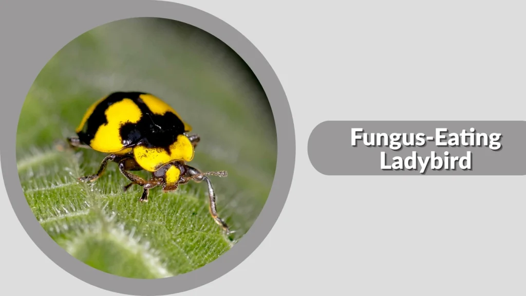 Fungus-Eating Ladybird