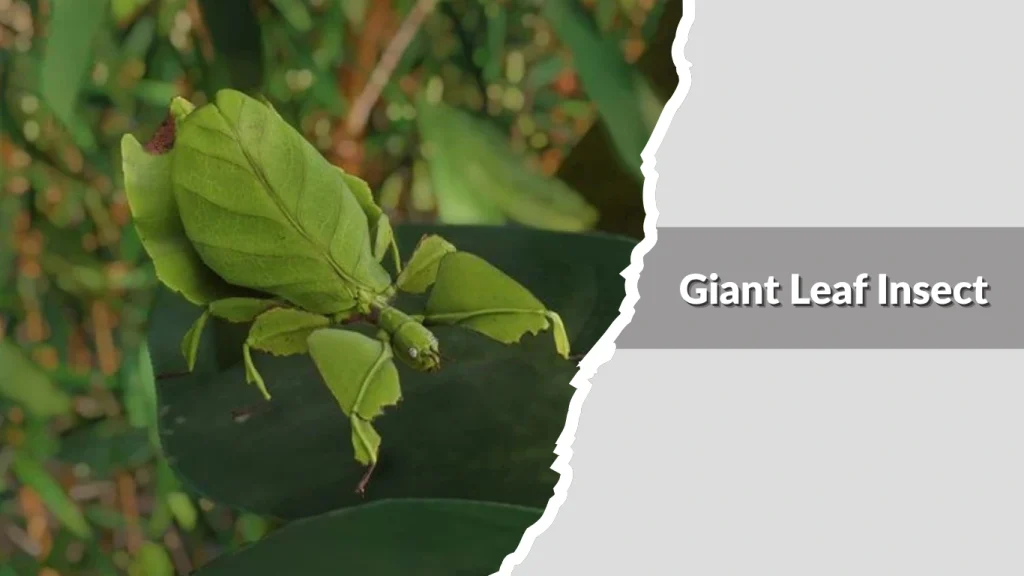 Giant Leaf Insect