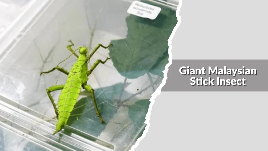 Giant Malaysian Stick Insect