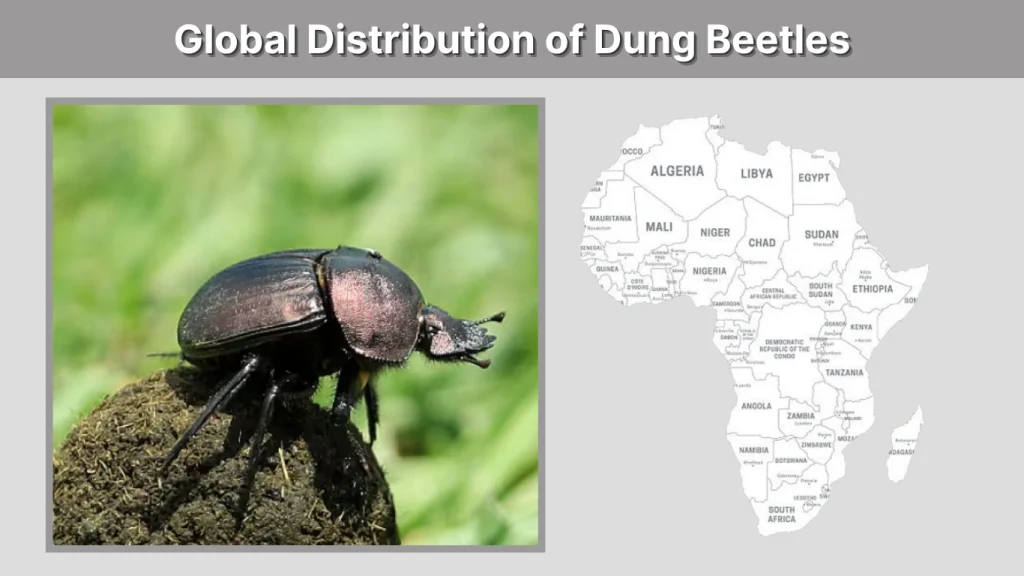 Global Distribution of Dung Beetles
