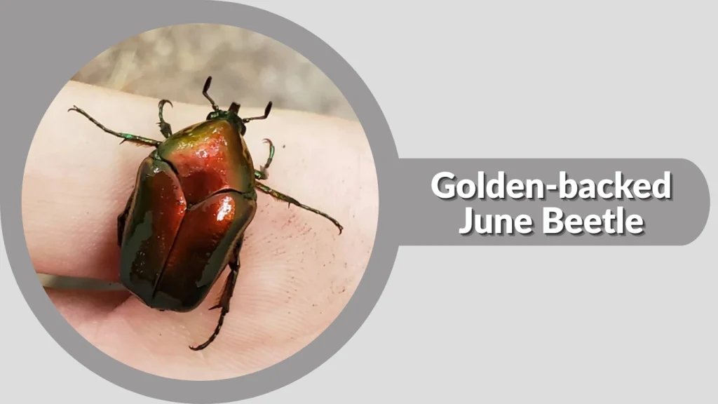 Golden-backed June Beetle