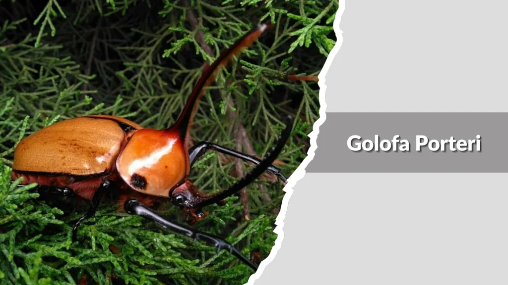 Golofa Porteri