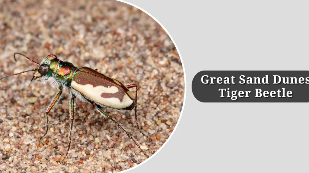 Great Sand Dunes Tiger Beetle
