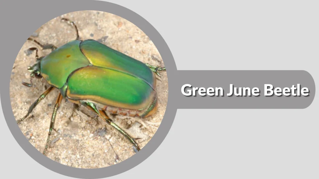 Green June Beetle