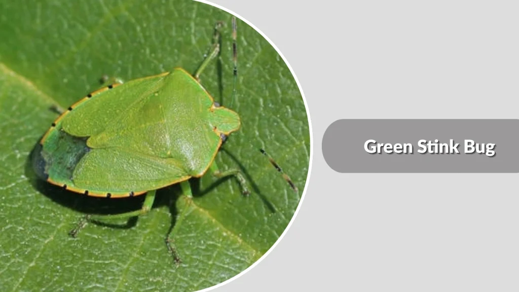 Green Stink Bug