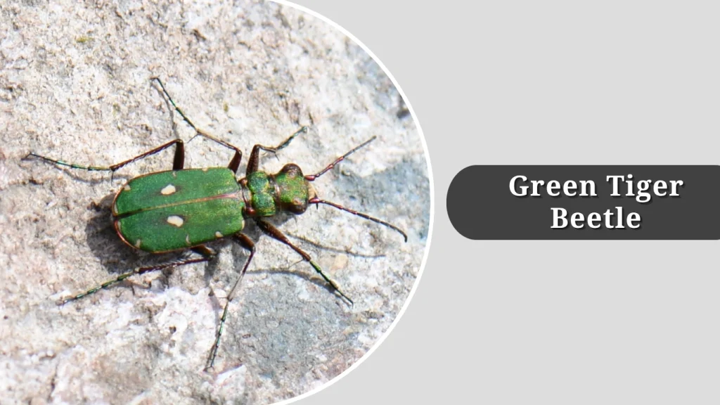 Green Tiger Beetle