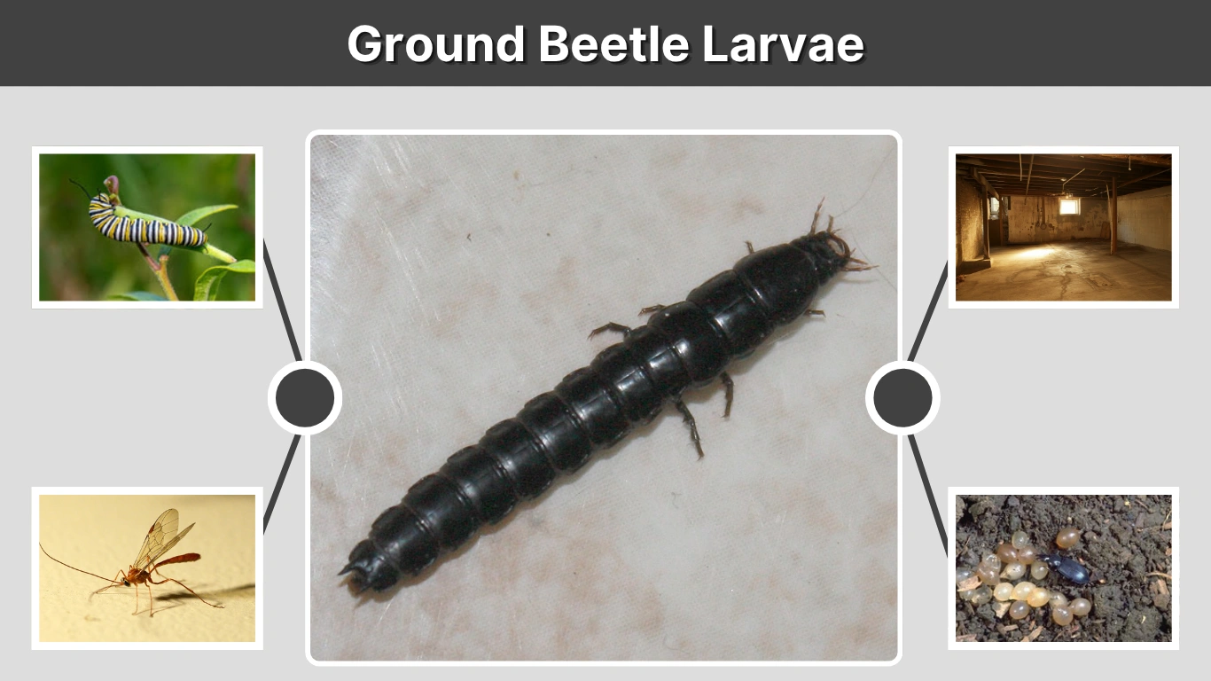 Ground Beetle Larvae Identification, Behavior, and Diet
