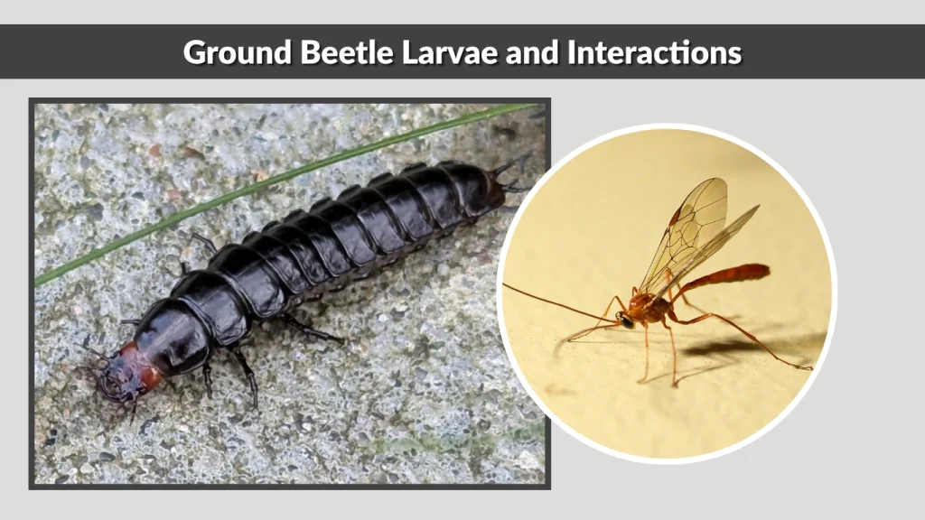 Ground Beetle Larvae and Interactions