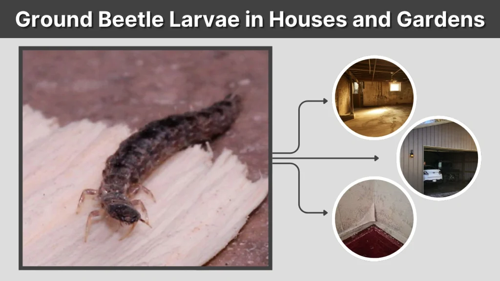 Ground Beetle Larvae in Houses and Gardens