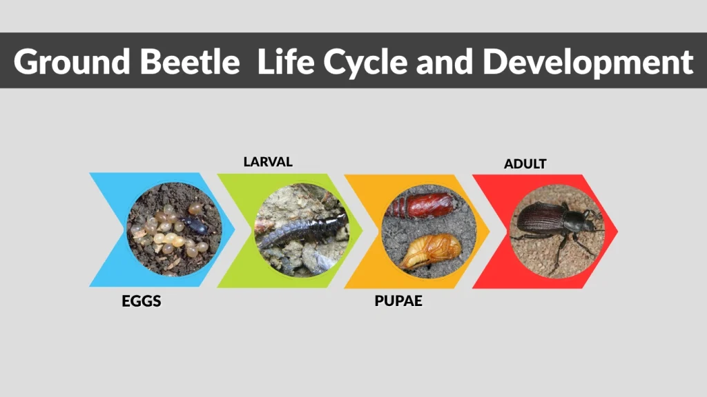 Ground Beetle  Life Cycle and Development