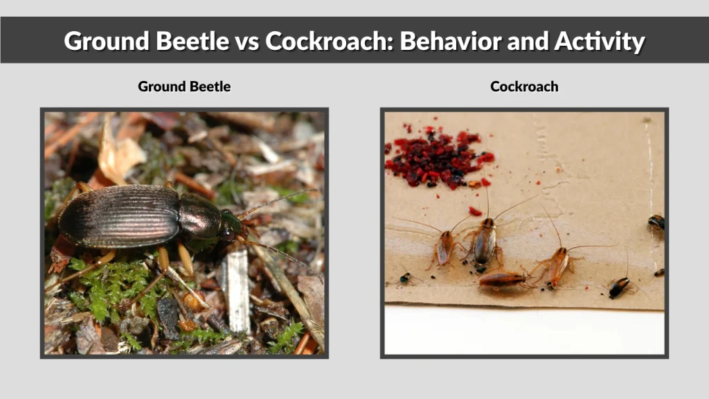 Ground Beetle vs Cockroach Behavior and Activity
