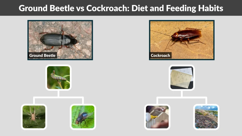 Ground Beetle vs Cockroach Diet and Feeding Habits