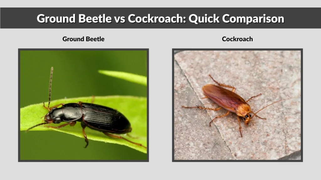 Ground Beetle vs Cockroach Quick Comparison