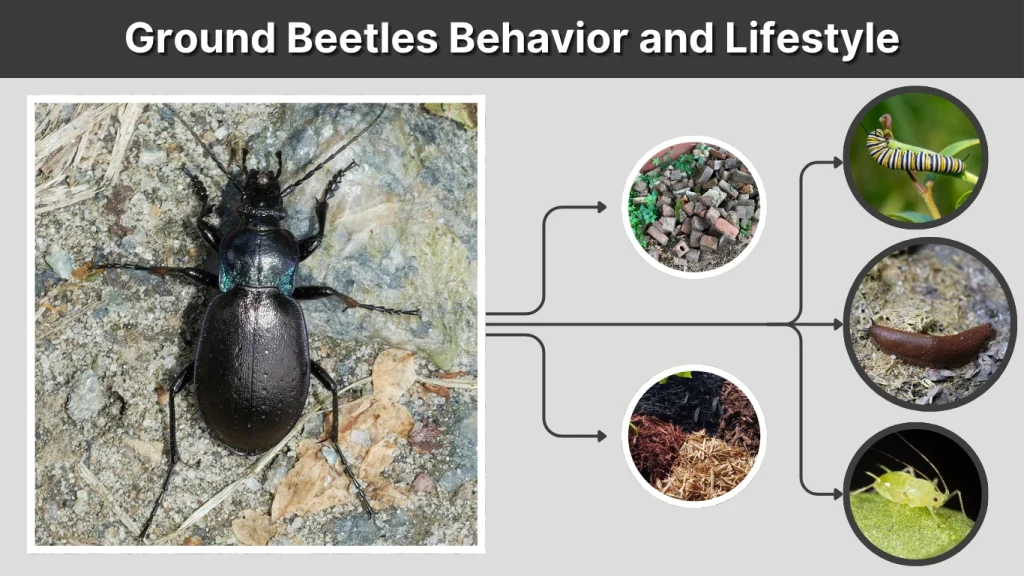 Ground Beetles Behavior and Lifestyle