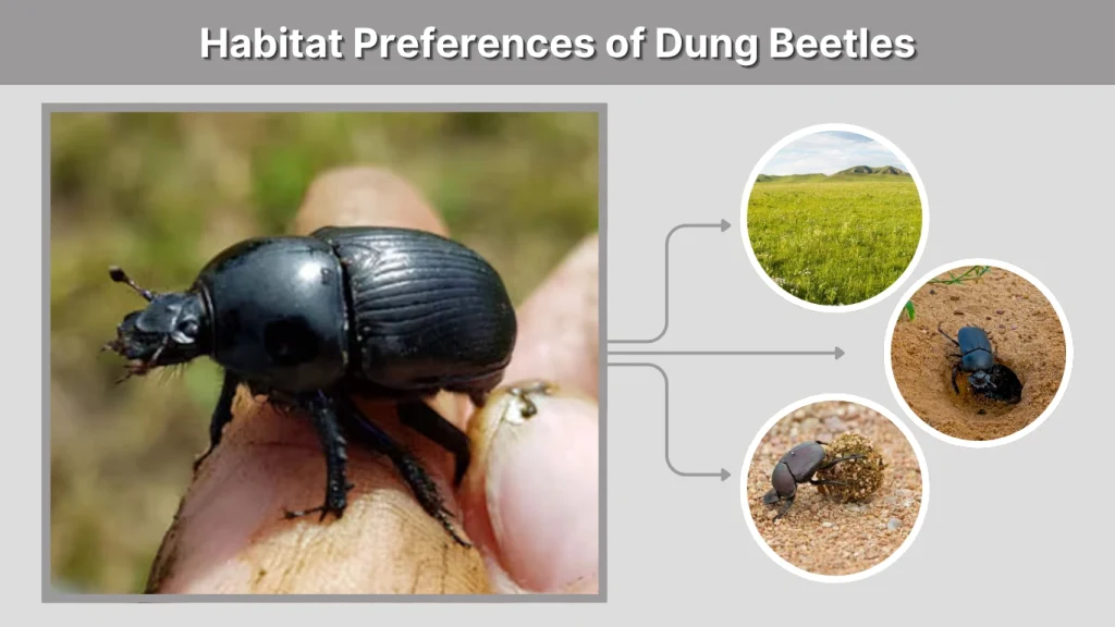 Habitat Preferences of Dung Beetles