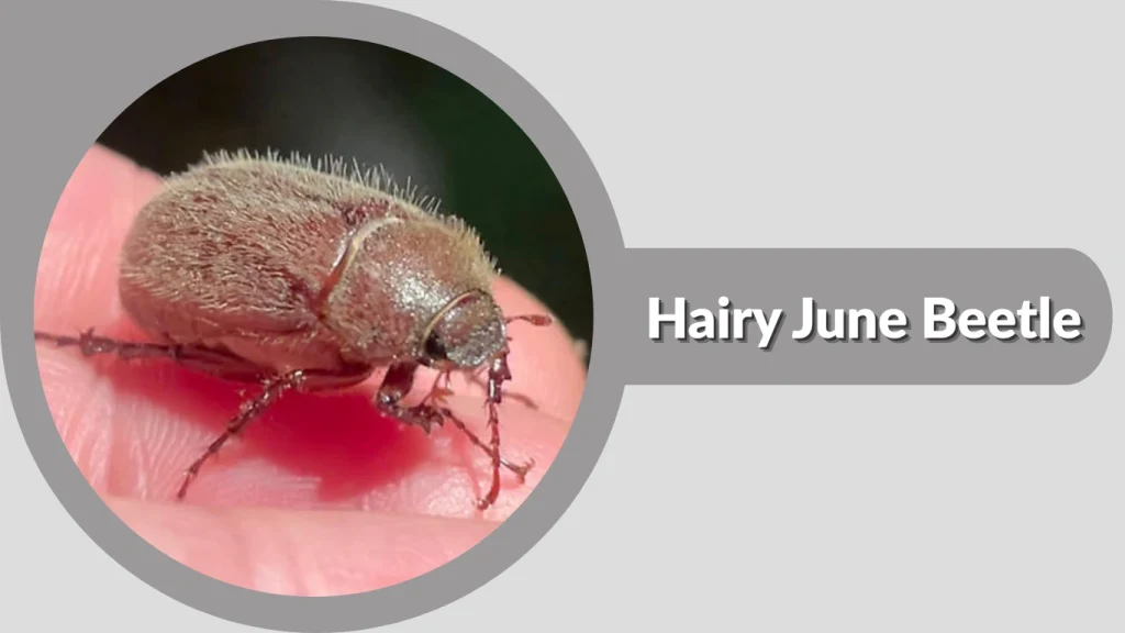 Hairy June Beetle