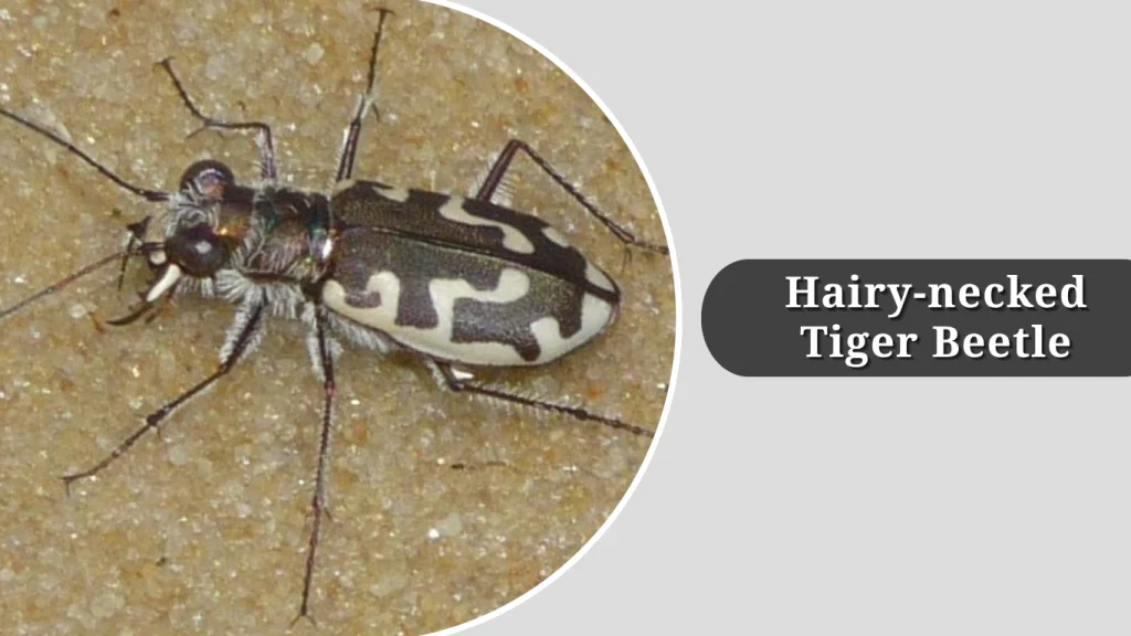 Hairy-necked Tiger Beetle