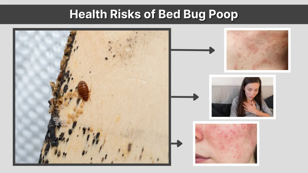 Health Risks of Bed Bug Poop