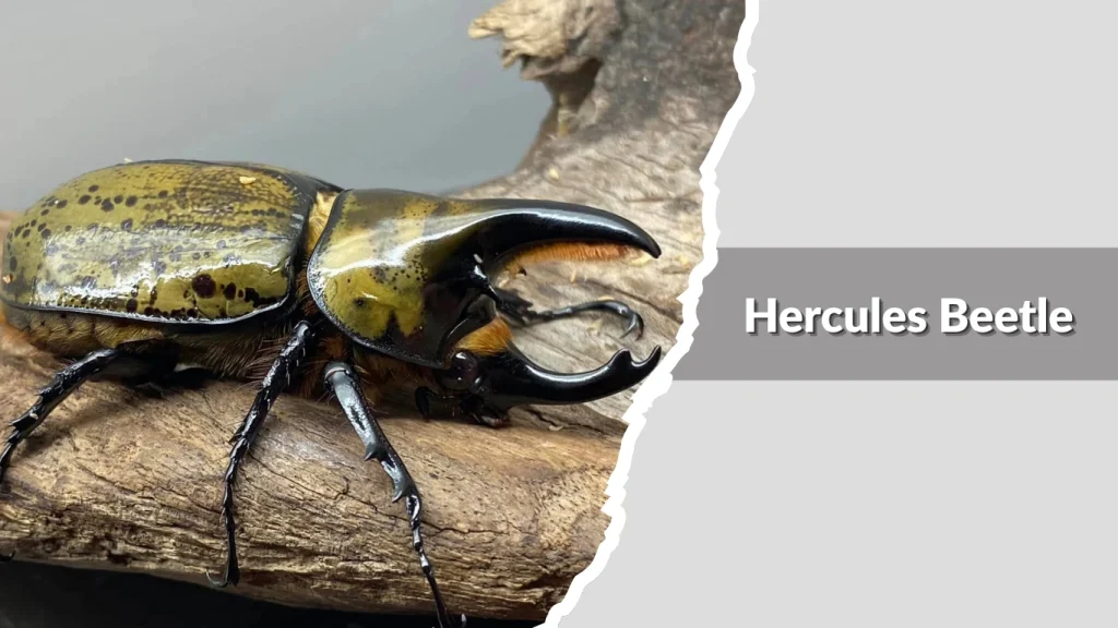Hercules Beetle