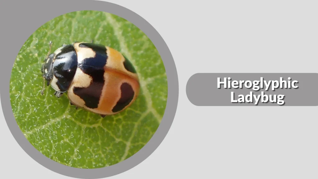 Hieroglyphic Ladybug