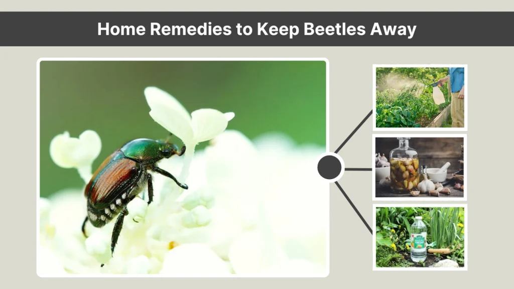 Home Remedies to Keep Beetles Away