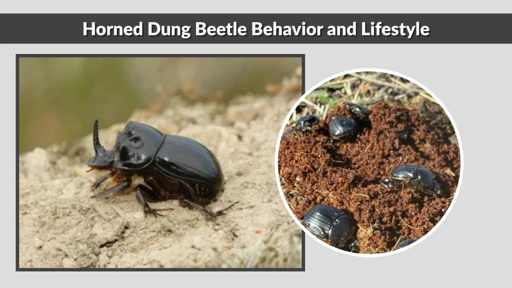 Horned Dung Beetle Behavior and Lifestyle