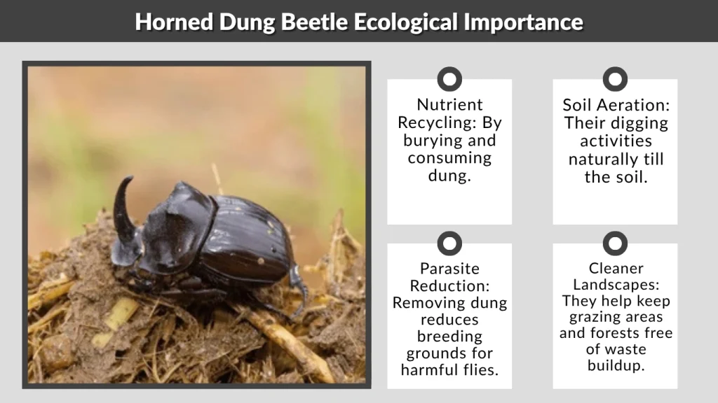 Horned Dung Beetle Ecological Importance