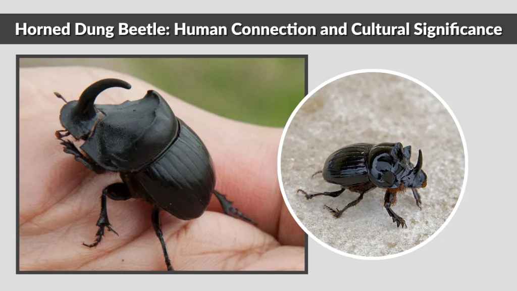 Horned Dung Beetle Human Connection and Cultural Significance