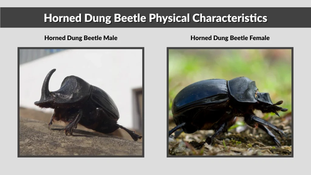 Horned Dung Beetle Physical Characteristics