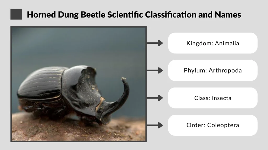 Horned Dung Beetle Scientific Classification and Names