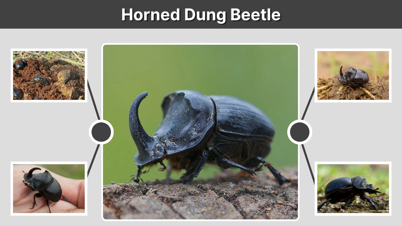 Horned Dung Beetle Strength, Size, Survival, Identification and More