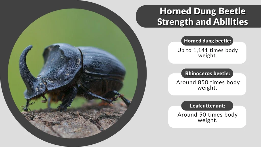 Horned Dung Beetle Strength and Abilities