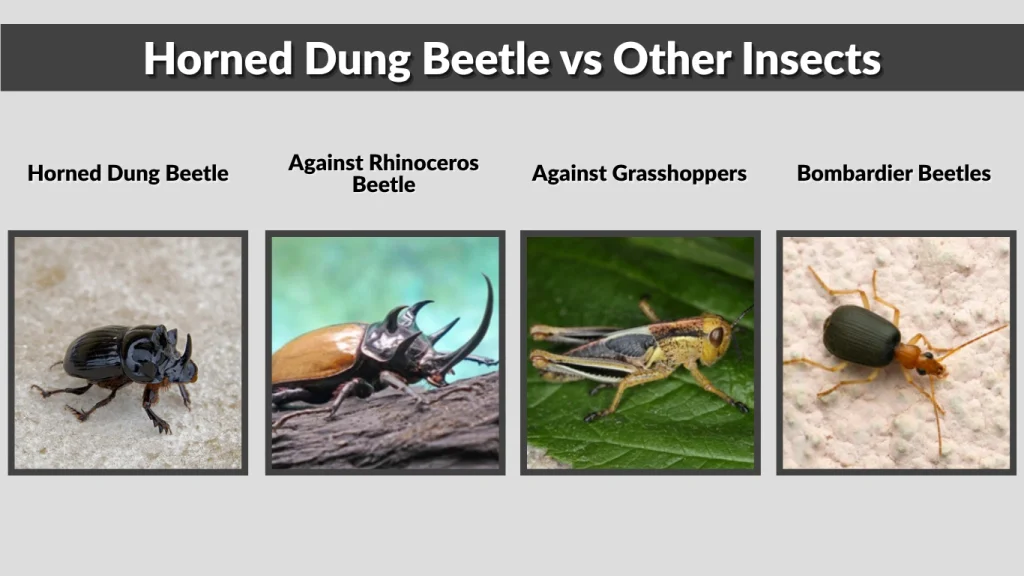 Horned Dung Beetle vs Other Insects