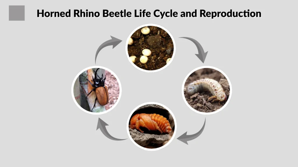 Horned Rhino Beetle Life Cycle and Reproduction