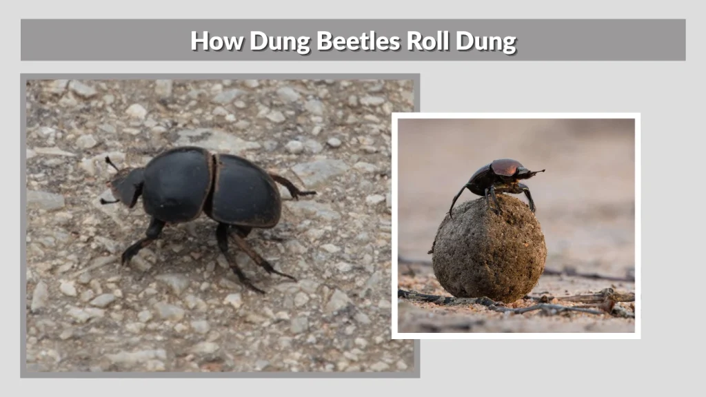 How Dung Beetles Roll Dung