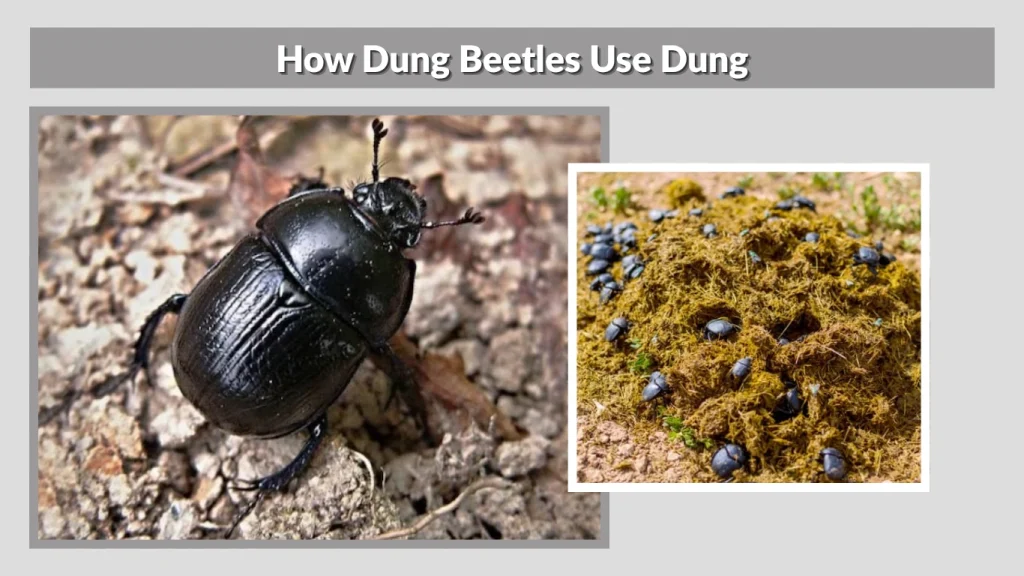How Dung Beetles Use Dung