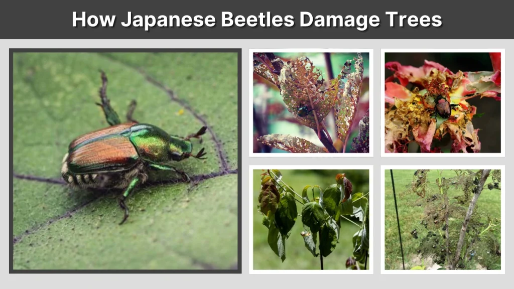 How Japanese Beetles Damage Trees